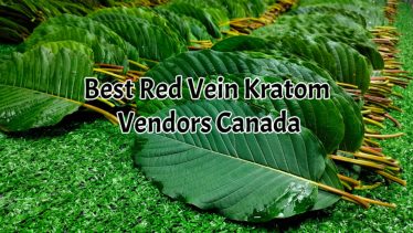 banner of best red vein kratom vendors canada