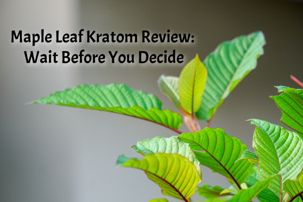 banner of maple leaf kratom review