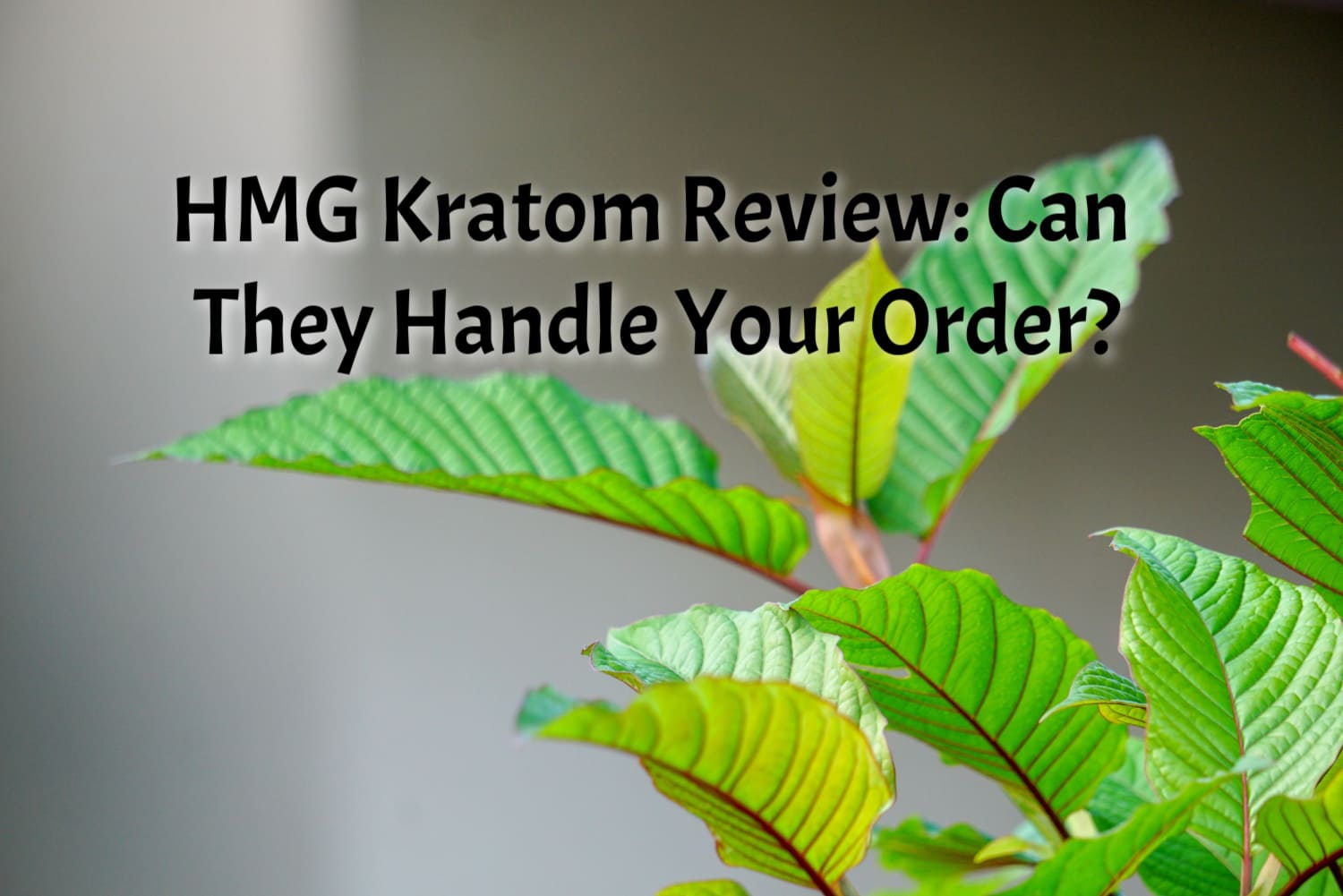 banner of hmg kratom review