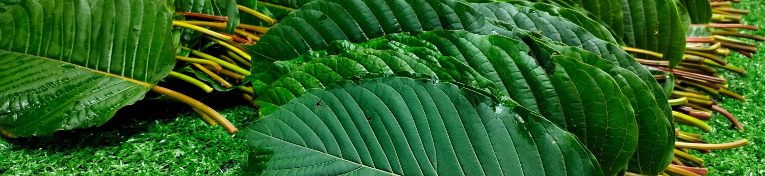 image of island kratom