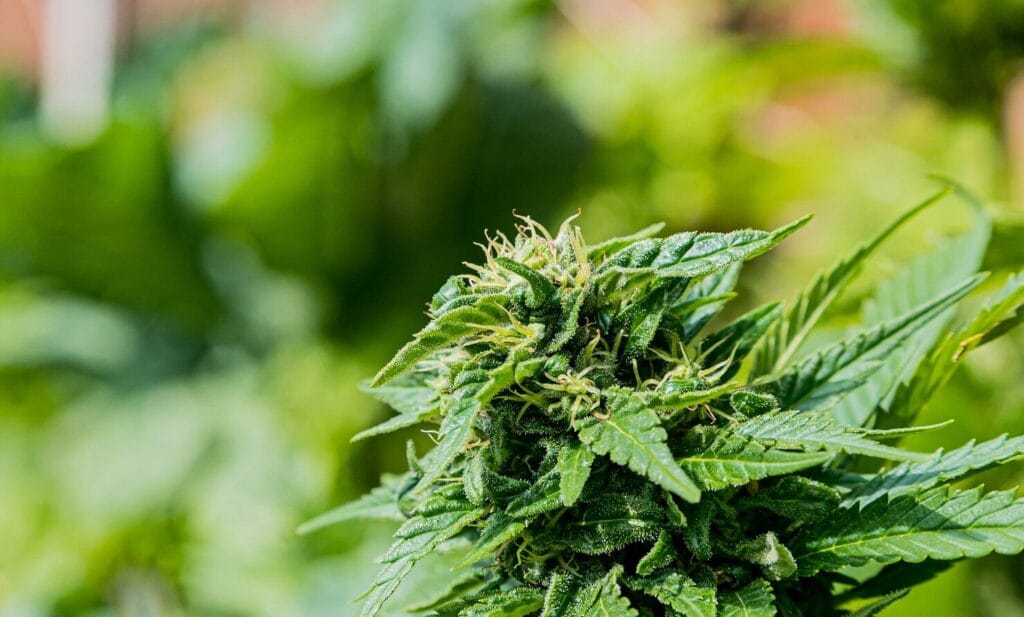closeup-selective-focus-shot-green-cannabis-garden_181624-50194