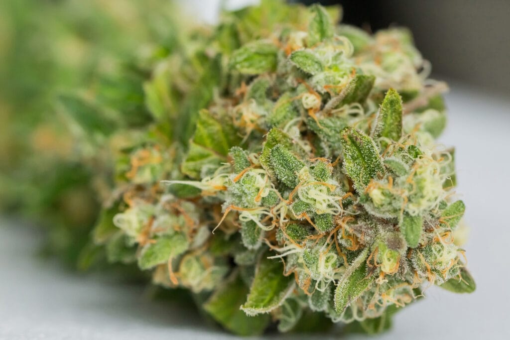 A selective closeup of dry cannabis on a white surface
