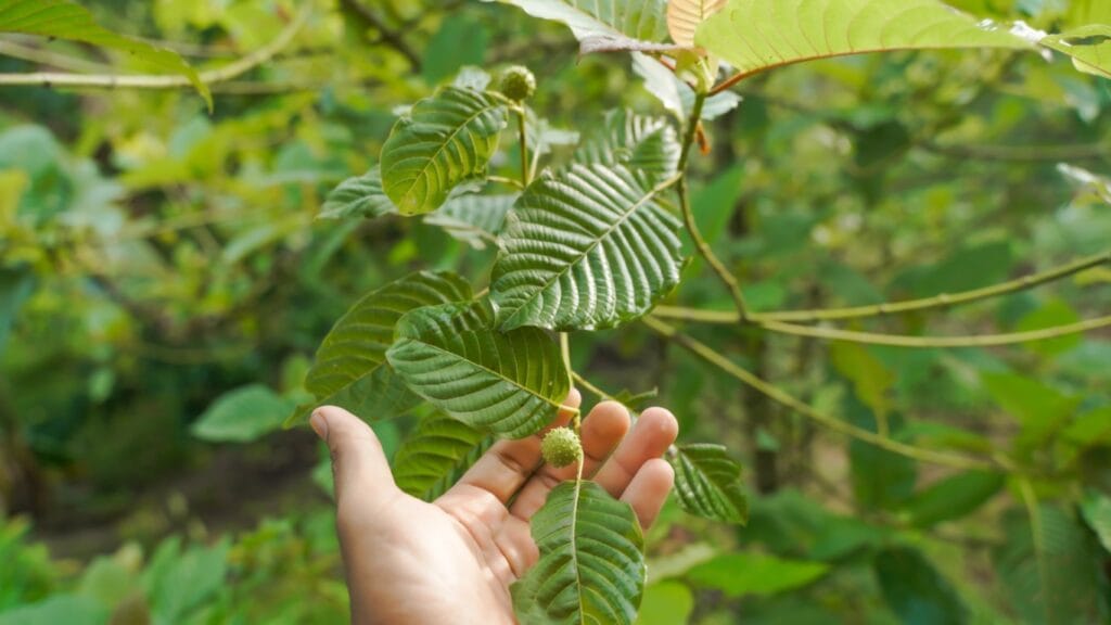 Serving Canada's Kratom Needs Since 2018