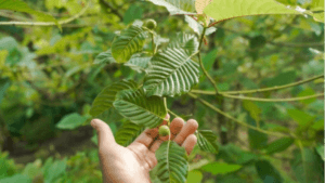 How to Find Kratom in Canada: Step-by-Step Guide