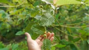 How to Find Kratom in Canada: Step-by-Step Guide